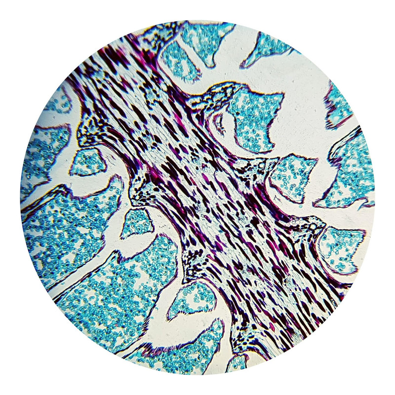 میکروسکوپ مدل دوچشمی آزمایشگاهی کد 1000x به همراه کیف حمل