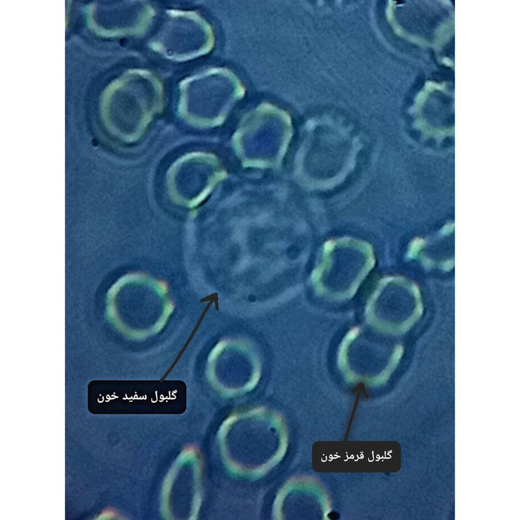 میکروسکوپ مدل دوچشمی آزمایشگاهی کد 1000x به همراه کیف حمل