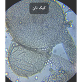 میکروسکوپ مدل دوچشمی آزمایشگاهی 1000X