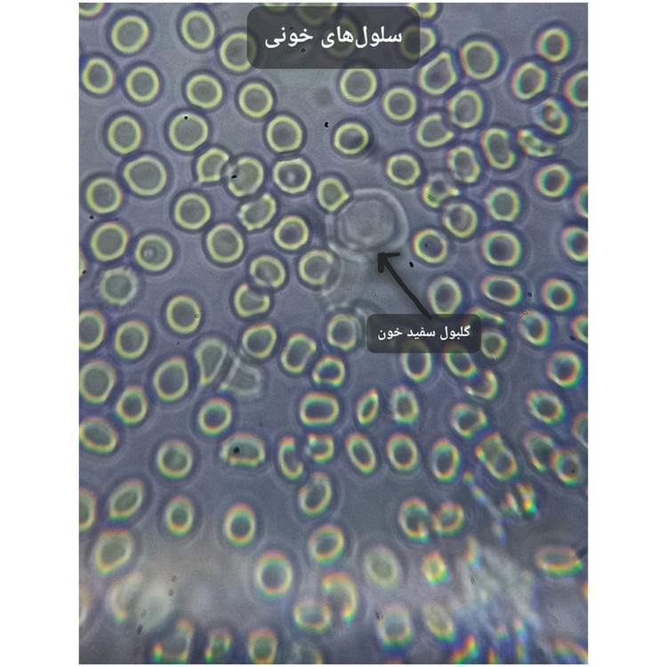 میکروسکوپ مدل دوچشمی آکرومات کد 1000X به همراه کیف حمل