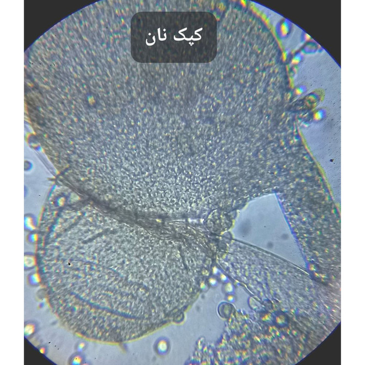 میکروسکوپ مدل بیولوژیک کد 2000X NEW