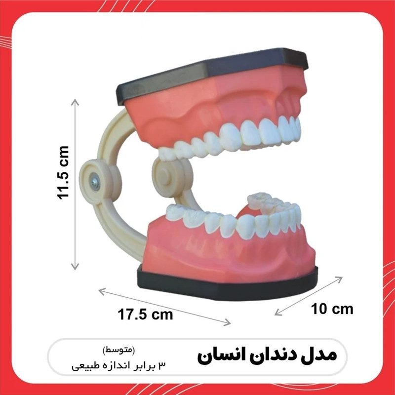 کیت آموزشی مدل مولاژ دندان انسان کد Size 3X