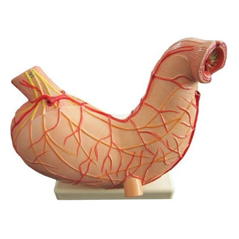 کیت آموزشی مدل مولاژ معده انسان دو قسمتی کد Life Size به همراه پایه