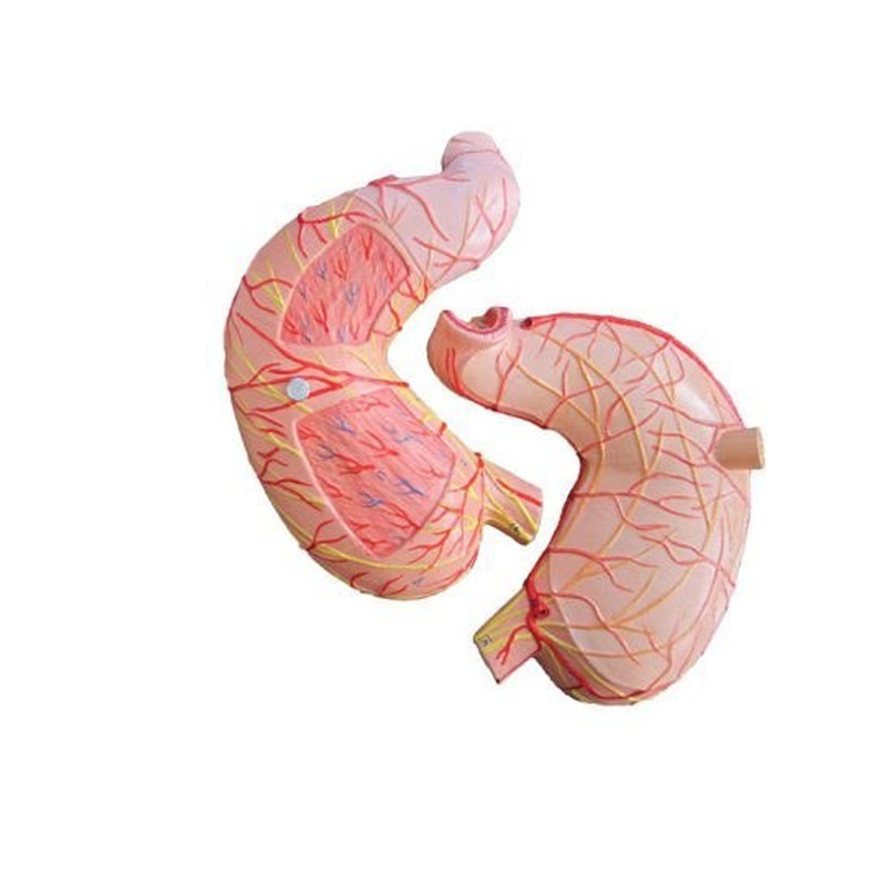 کیت آموزشی مدل مولاژ معده انسان دو قسمتی کد Life Size به همراه پایه